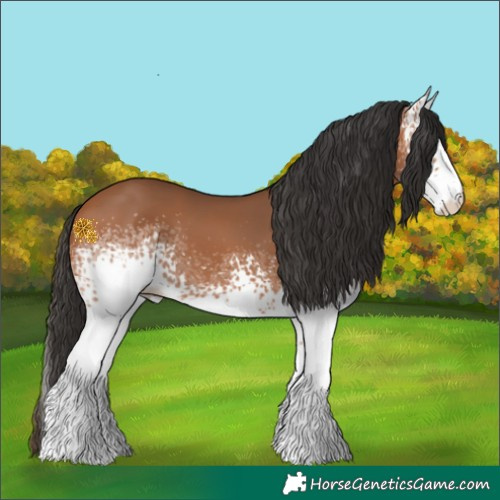 Horse Color:White Spotted Bay Tobiano