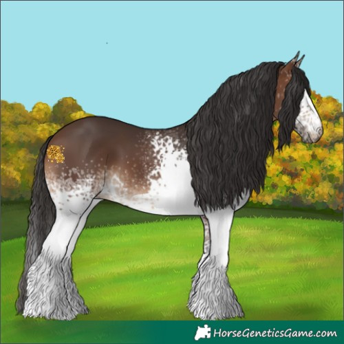 Horse Color:White Spotted Brown 