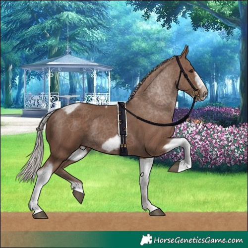 Horse Color:Silver Black Tobiano Frame Rabicano