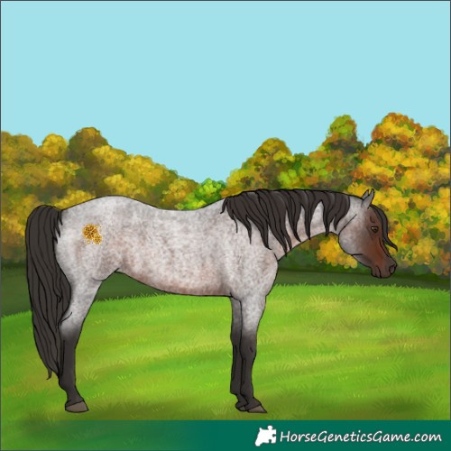Horse Color:Liver Red Roan Rabicano