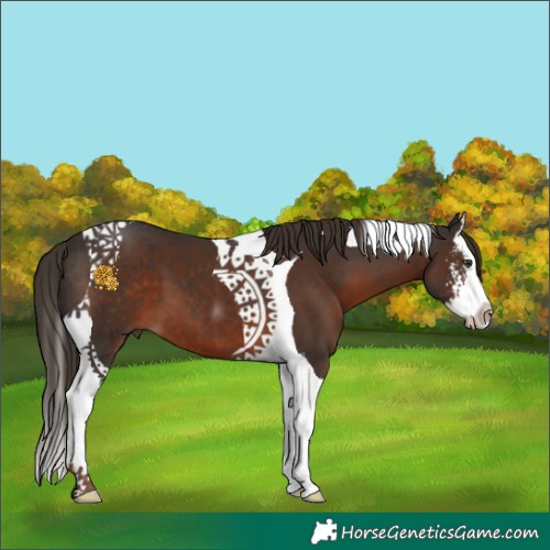 Horse Color:Liver Chestnut Sabino Splash Tobiano