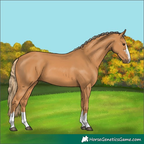 Horse Color:Chestnut 