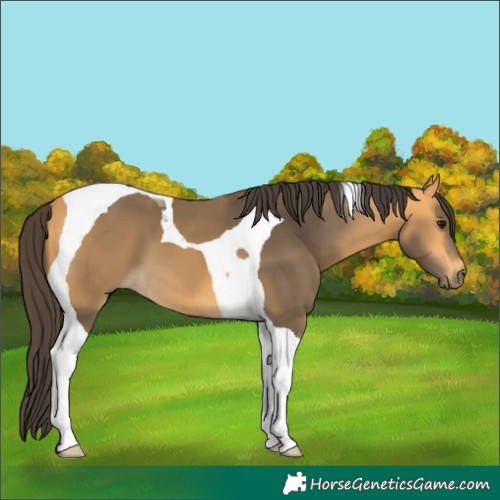 Horse Color:Buckskin Tobiano