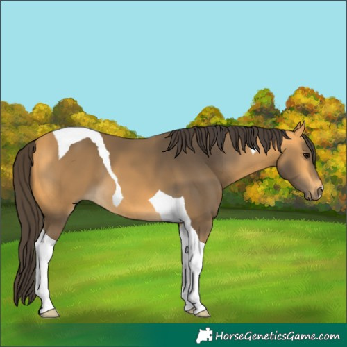 Horse Color:Buckskin Tobiano 