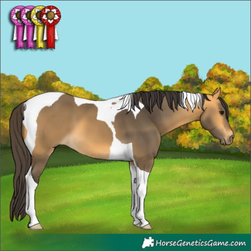 Horse Color:Buckskin Tobiano