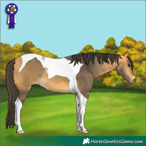 Horse Color:Buckskin Tobiano