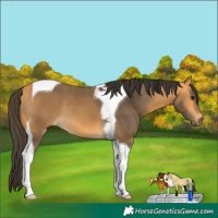 Horse Color:Buckskin Tobiano 