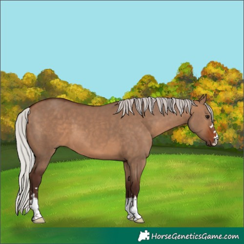 Horse Color:Silver Brown Dun