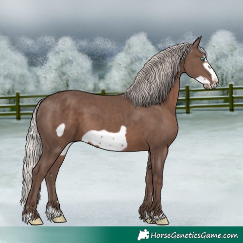 Horse Color:Silver Black Frame