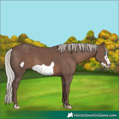 Horse Color:Silver Black Frame