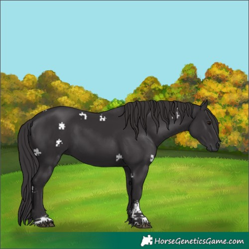 Horse Color:Smoky Black Sabino