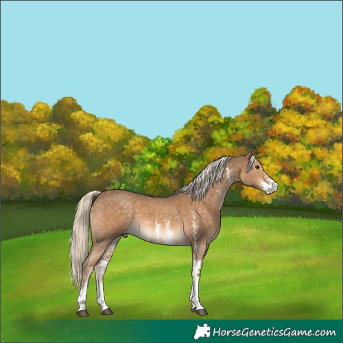 Horse Color:Chocolate Palomino Sabino 
