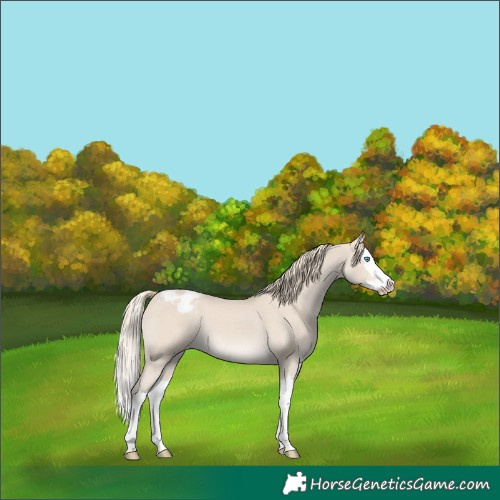 Horse Color:Smoky Creme Splash Appaloosa