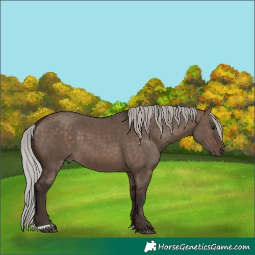 Horse Color:Silver Brown Dun