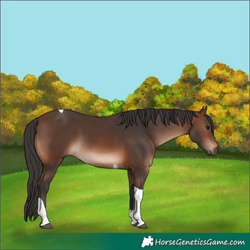 Horse Color:Brown Tobiano