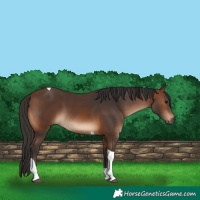 Horse Color:Brown Tobiano