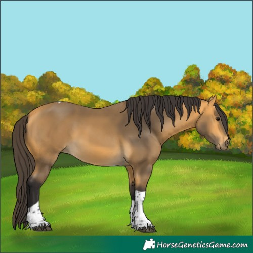 Horse Color:Buckskin Tobiano