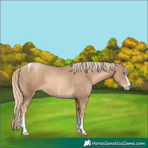 Horse Color:Chocolate Palomino Pearl Sabino Tobiano 
