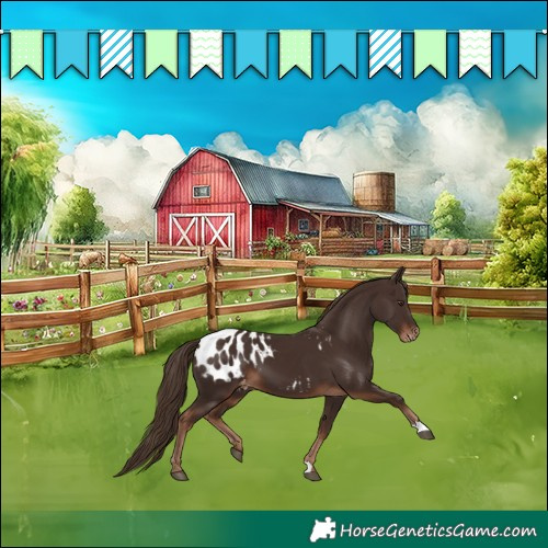 Horse Color:Liver Chestnut Appaloosa