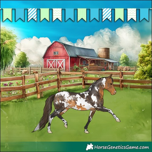 Horse Color:White Spotted Buckskin Appaloosa