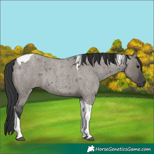 Horse Color:Grullo Roan Tobiano