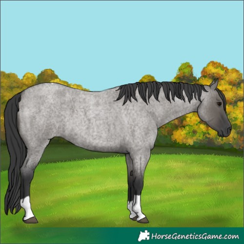 Horse Color:Grullo Roan Tobiano