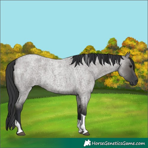 Horse Color:Grullo Roan Tobiano 