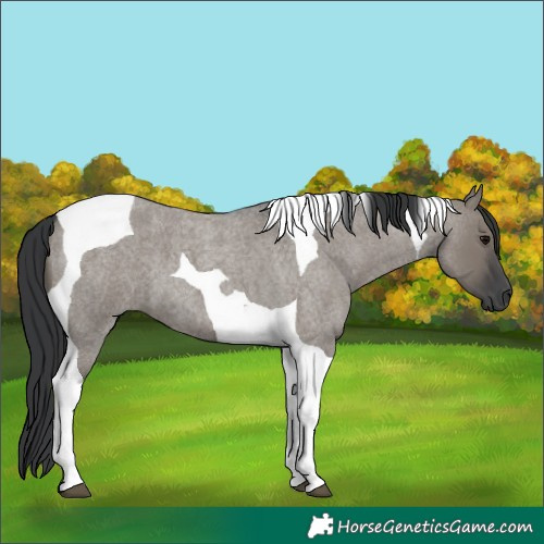 Horse Color:Grullo Roan Tobiano