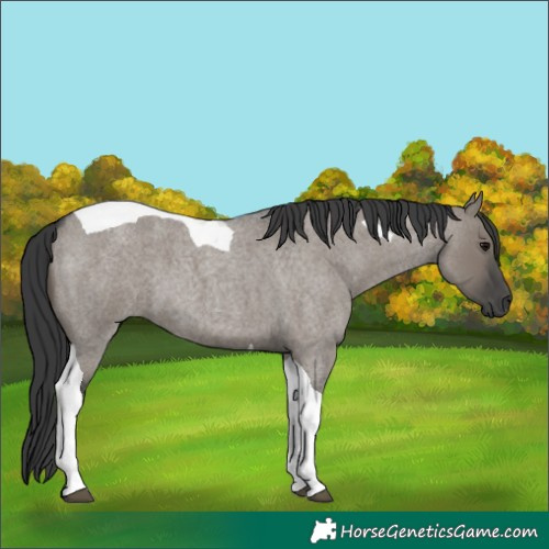 Horse Color:Grullo Roan Tobiano 