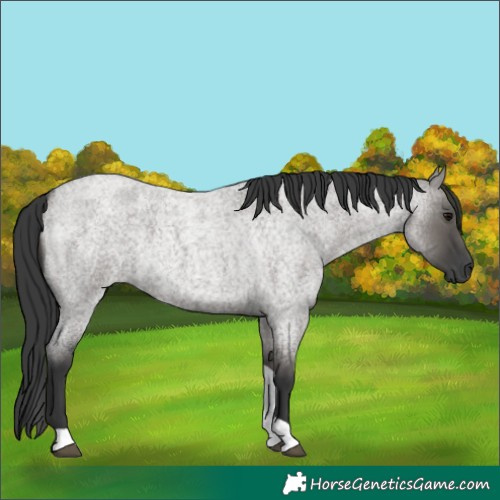 Horse Color:Grullo Roan Tobiano