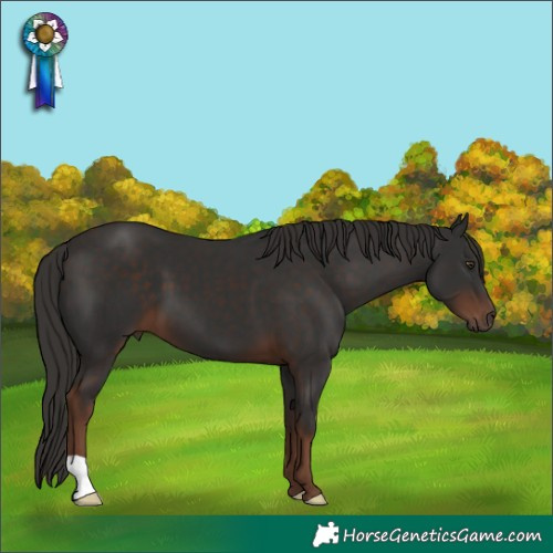 Horse Color:Liver Chestnut