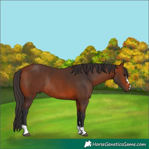 Horse Color:Bay Rabicano