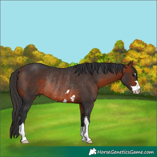 Horse Color:Bay Rabicano