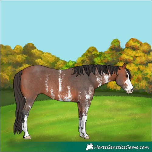 Horse Color:Bay Sabino 
