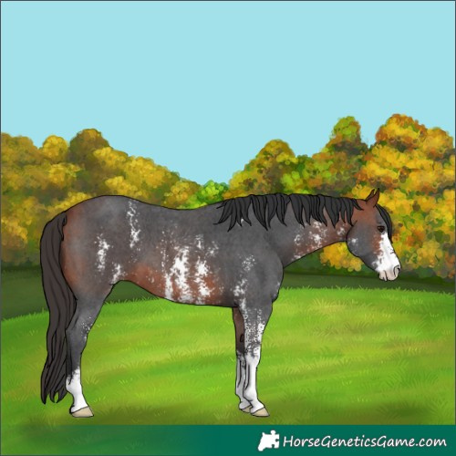 Horse Color:Bay Sabino