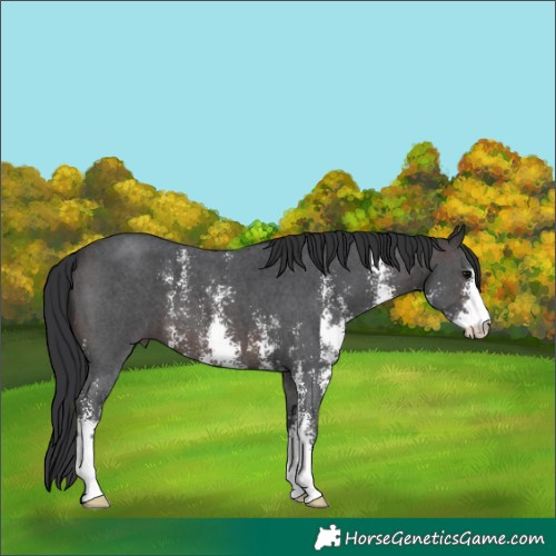 Horse Color:Brown Sabino