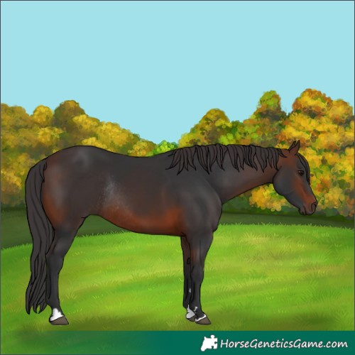 Horse Color:Brown Rabicano 