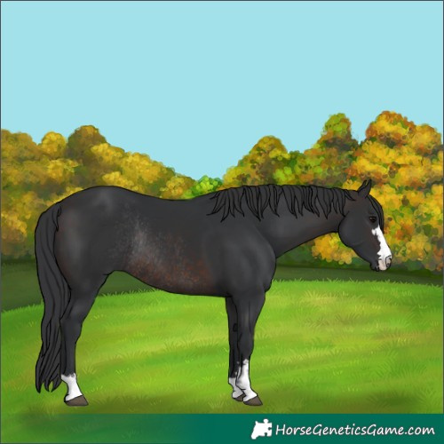 Horse Color:Brown Rabicano