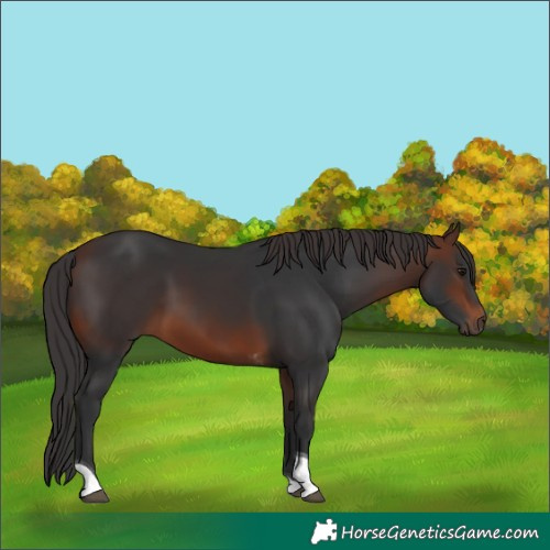 Horse Color:Brown Tobiano Rabicano