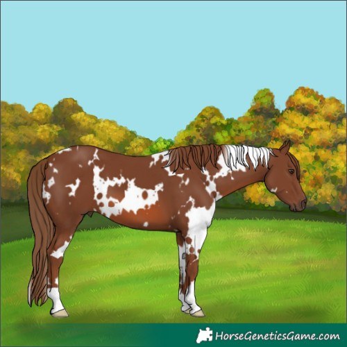 Horse Color:White Spotted Chestnut 
