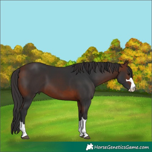Horse Color:Bay 