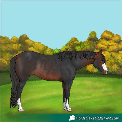 Horse Color:Bay Rabicano