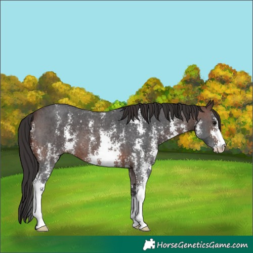 Horse Color:Brown Sabino