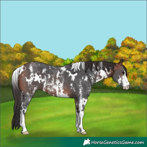 Horse Color:White Spotted Bay Sabino 