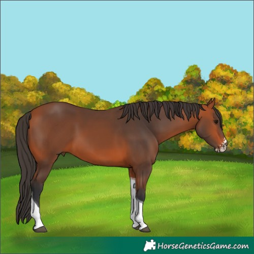 Horse Color:Bay Sabino Tobiano 