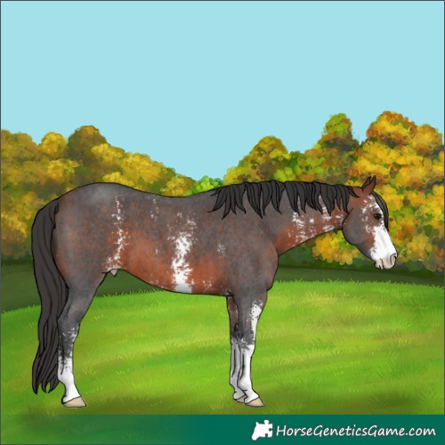 Horse Color:Bay Sabino 