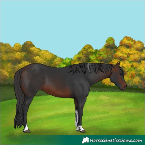 Horse Color:Brown Tobiano Rabicano 