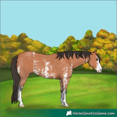 Horse Color:Bay Sabino 