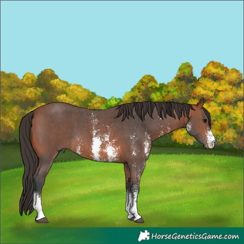 Horse Color:Bay Sabino 