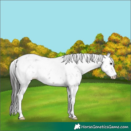 Horse Color:Brown Sabino